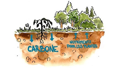 Infographie - Le rôle du sol dans la régulation du climat (transcription détaillée ci-après)