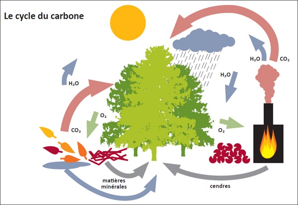 Schéma - Le cycle du carbone (transcription détaillée ci-après)