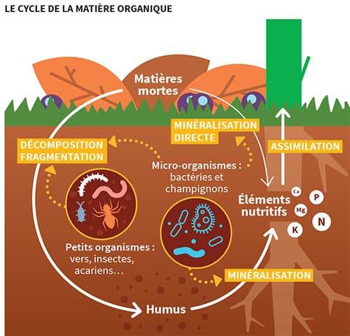 Infographie - Le cycle de la matière organique (transcription détaillée ci-après)